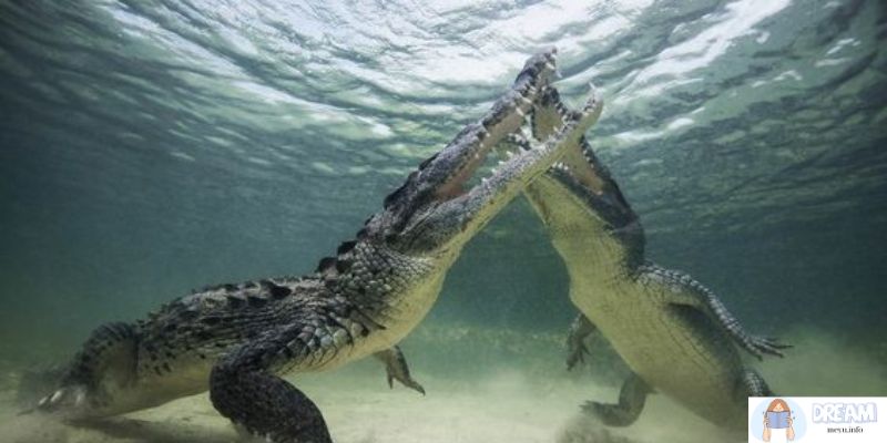 The Symbolism of Crocodiles Dreaming About Crocodiles Underwater