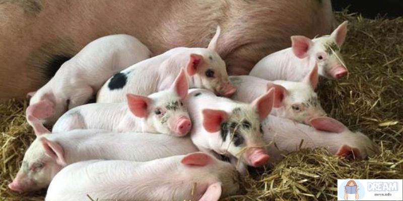 Symbolism of Piglets in Dreams