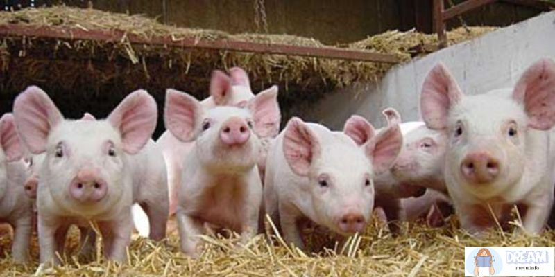 Psychological Perspectives on Dreaming about a herd of piglets