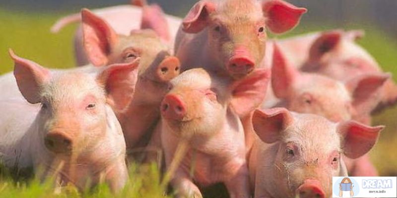 The Dreamscape of Piglets: Dreaming about a herd of piglets