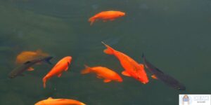 Exploring the Symbolism and Significance of Dreaming about Red Carp